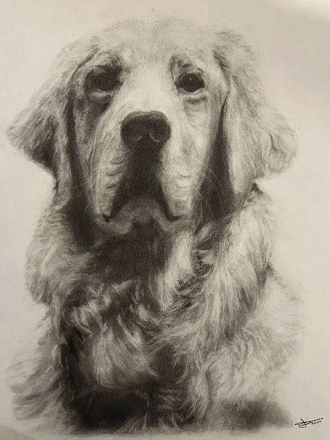 Portrait au graphite d'un golden retriever, le poil et les jeux de lumière travaillés à la gomme