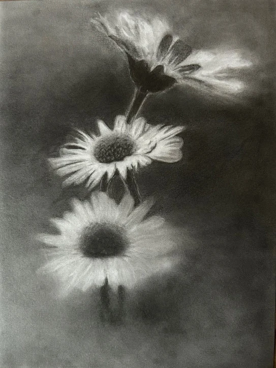 Trois marguerites au graphite sur fond sombre, les unes nettes et les autres floues