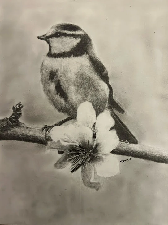 Une mésange bleue au graphite, posée sur une branche à côté d'une fleur en pleine lumière