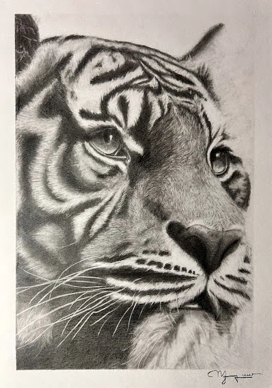 Gros plan au graphite sur la face d'un tigre, le regard fixé droit devant